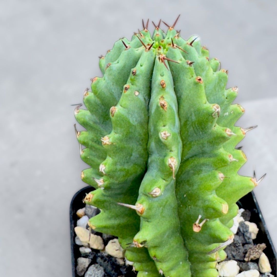 Euphorbia Fruticosa Inermis