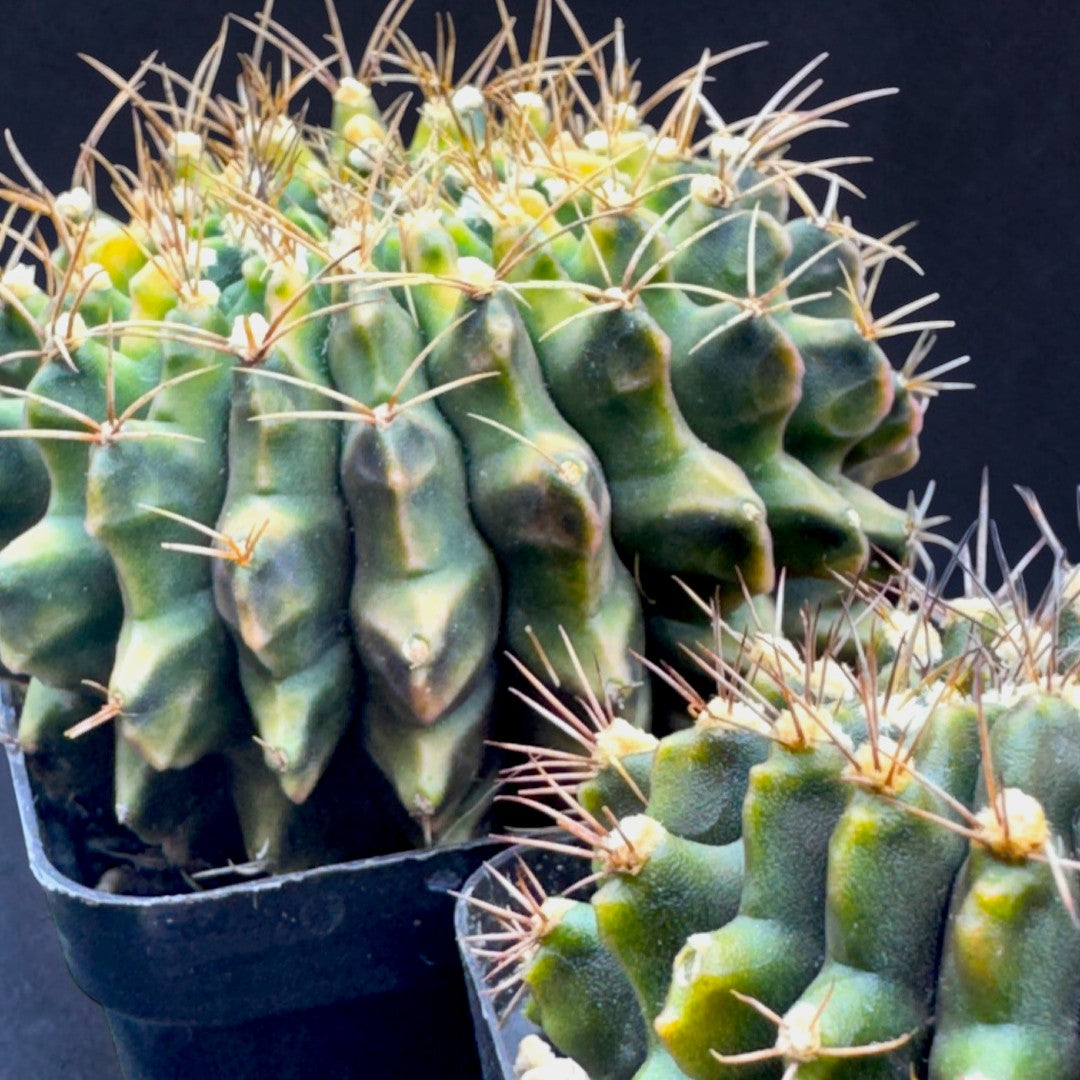 Gymnocalycium anisitsii Cristata