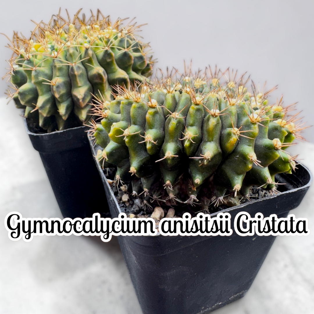 Gymnocalycium anisitsii Cristata