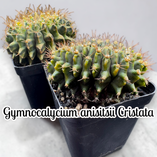 Gymnocalycium anisitsii Cristata