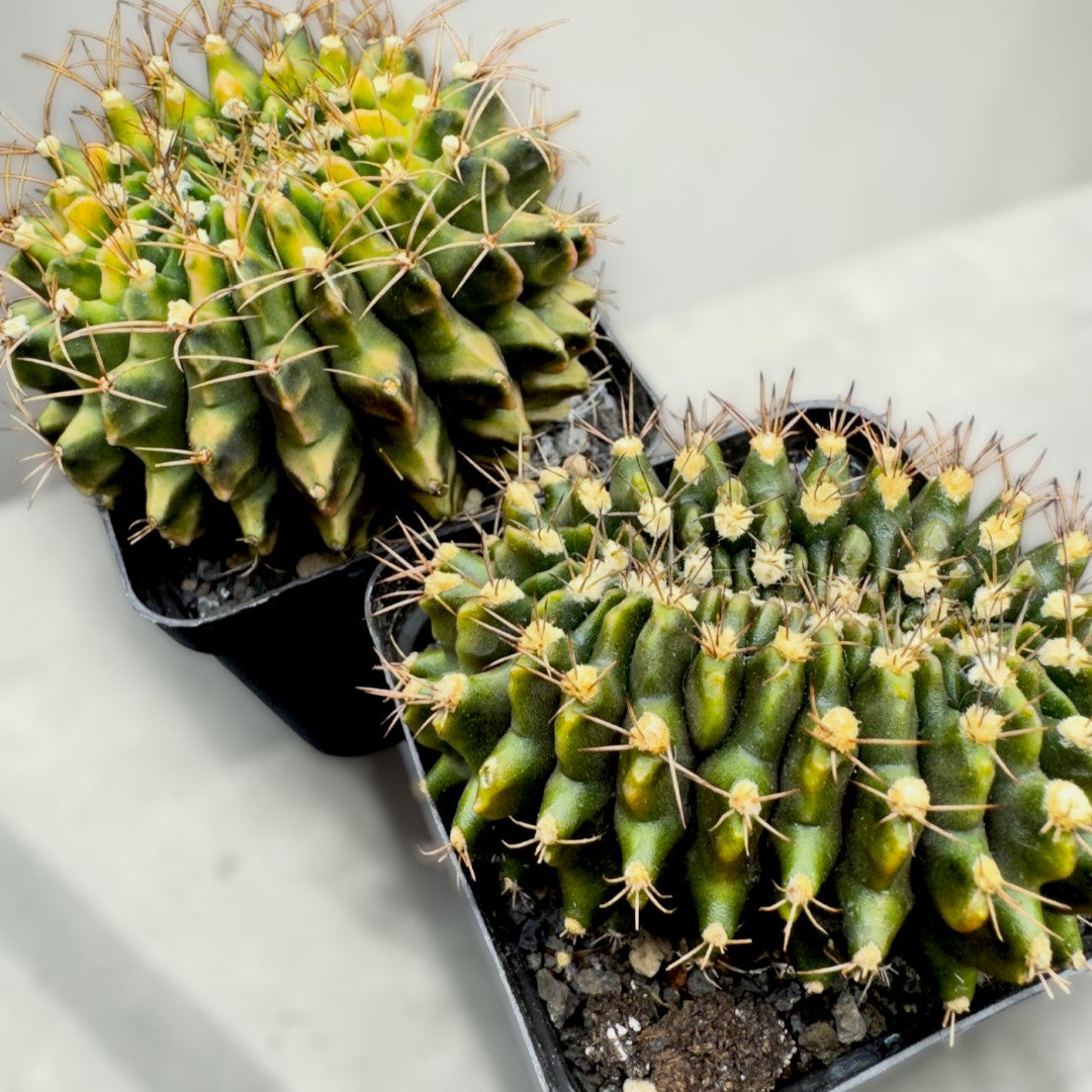 Gymnocalycium anisitsii Cristata