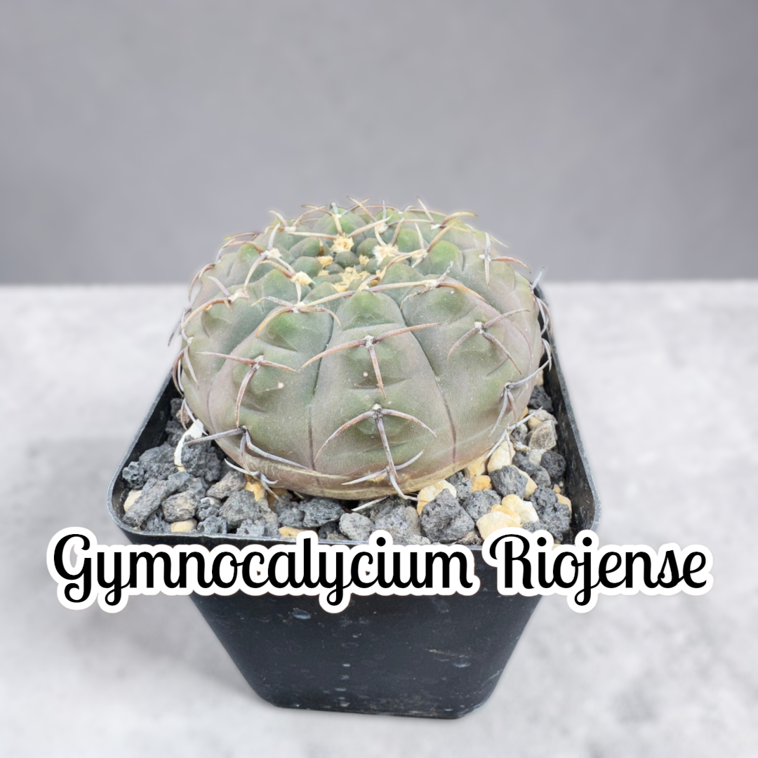 Gymnocalycium riojense