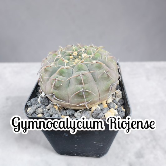 Gymnocalycium riojense