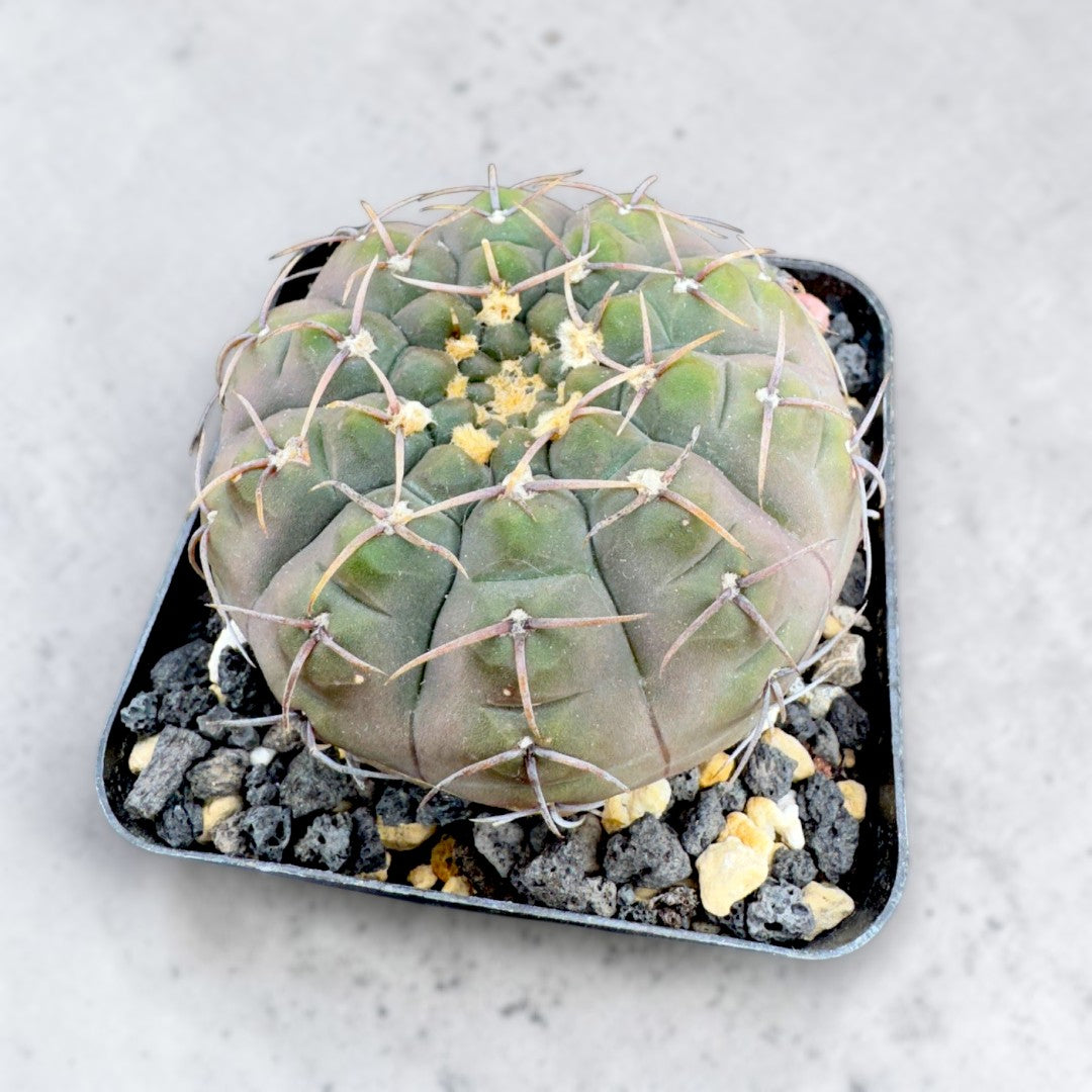 Gymnocalycium riojense