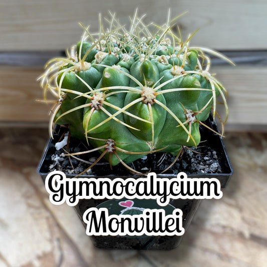 Gymnocalycium Monvillei