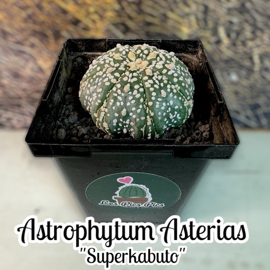 Astrophytum Asterias Superkabuto