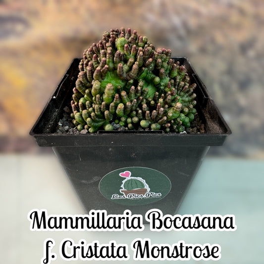 Mammillaria Bocasana f. Cristata Monstrose