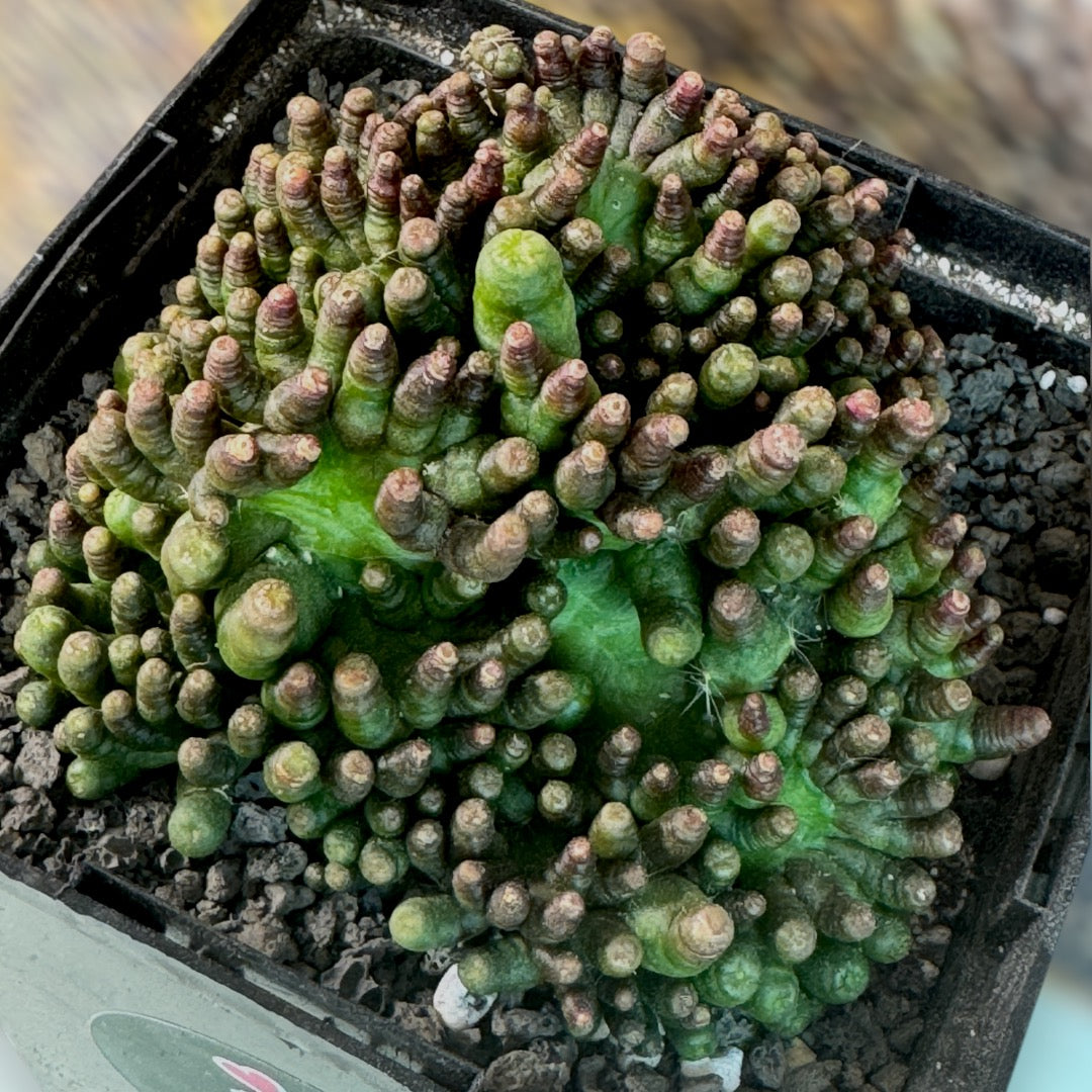 Mammillaria Bocasana f. Cristata Monstrose