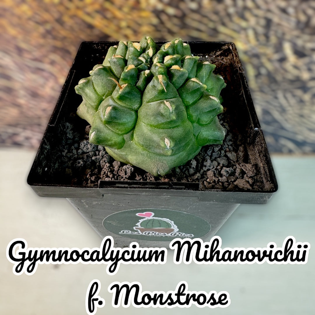 Gymnocalycium Mihanovichii f. Monstrose