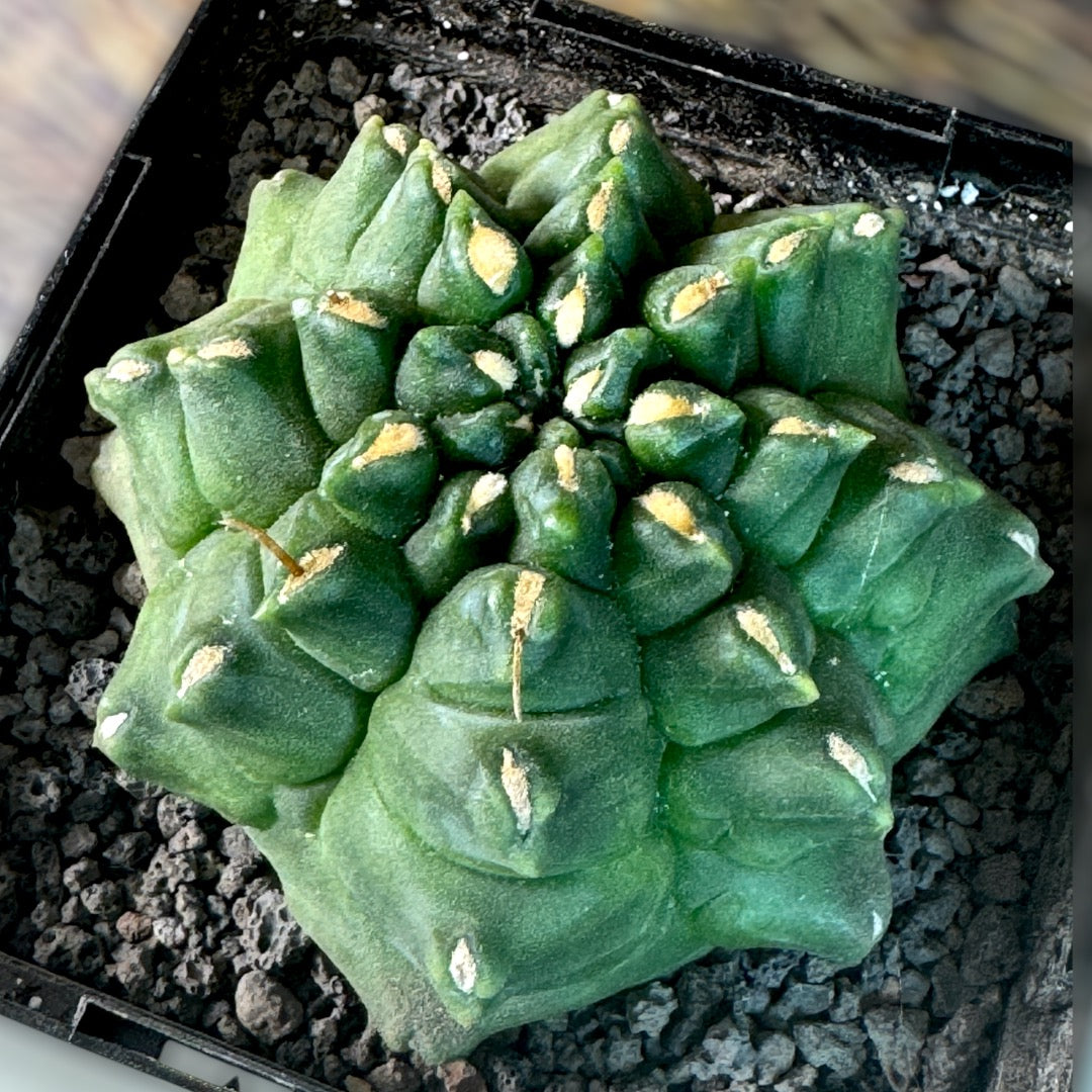 Gymnocalycium Mihanovichii f. Monstrose