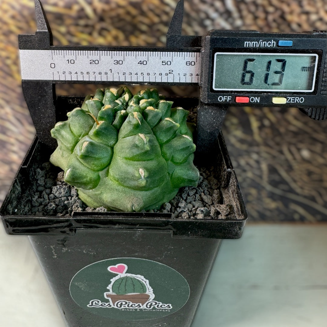 Gymnocalycium Mihanovichii f. Monstrose