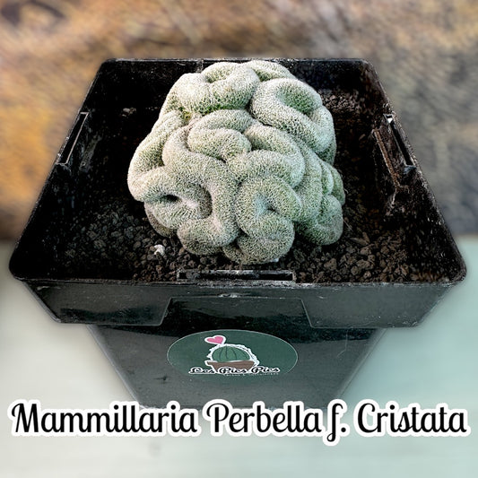 Mammillaria Perbella f. Cristata