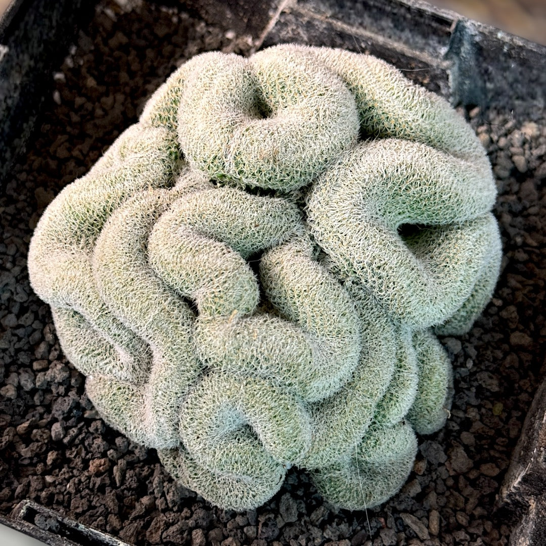 Mammillaria Perbella f. Cristata