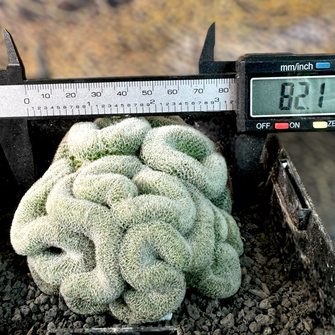 Mammillaria Perbella f. Cristata