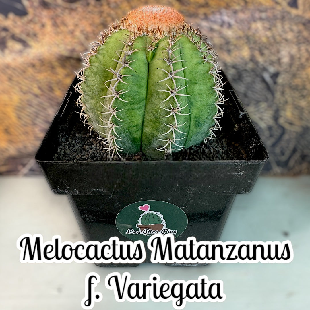 Melocactus Matanzanus f. Variegata