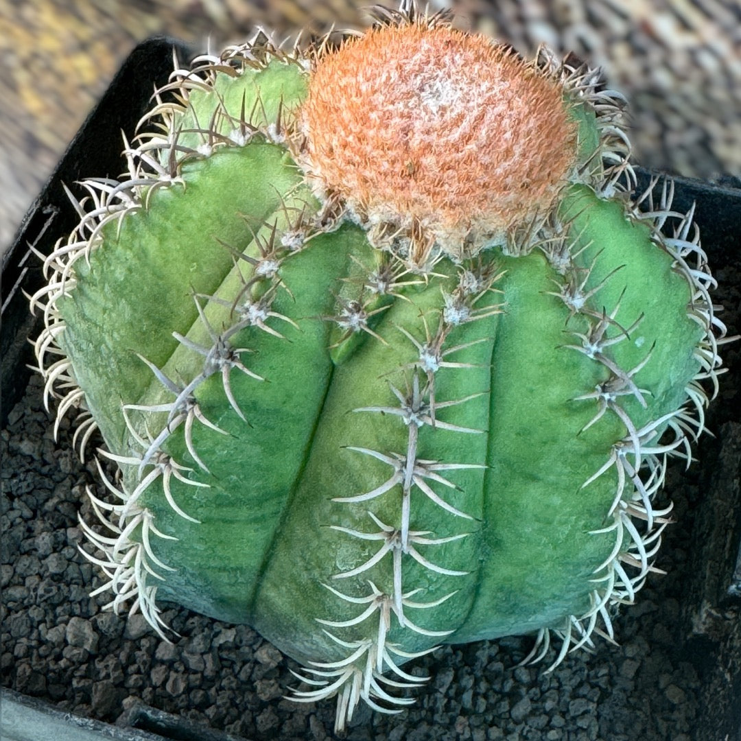 Melocactus Matanzanus f. Variegata