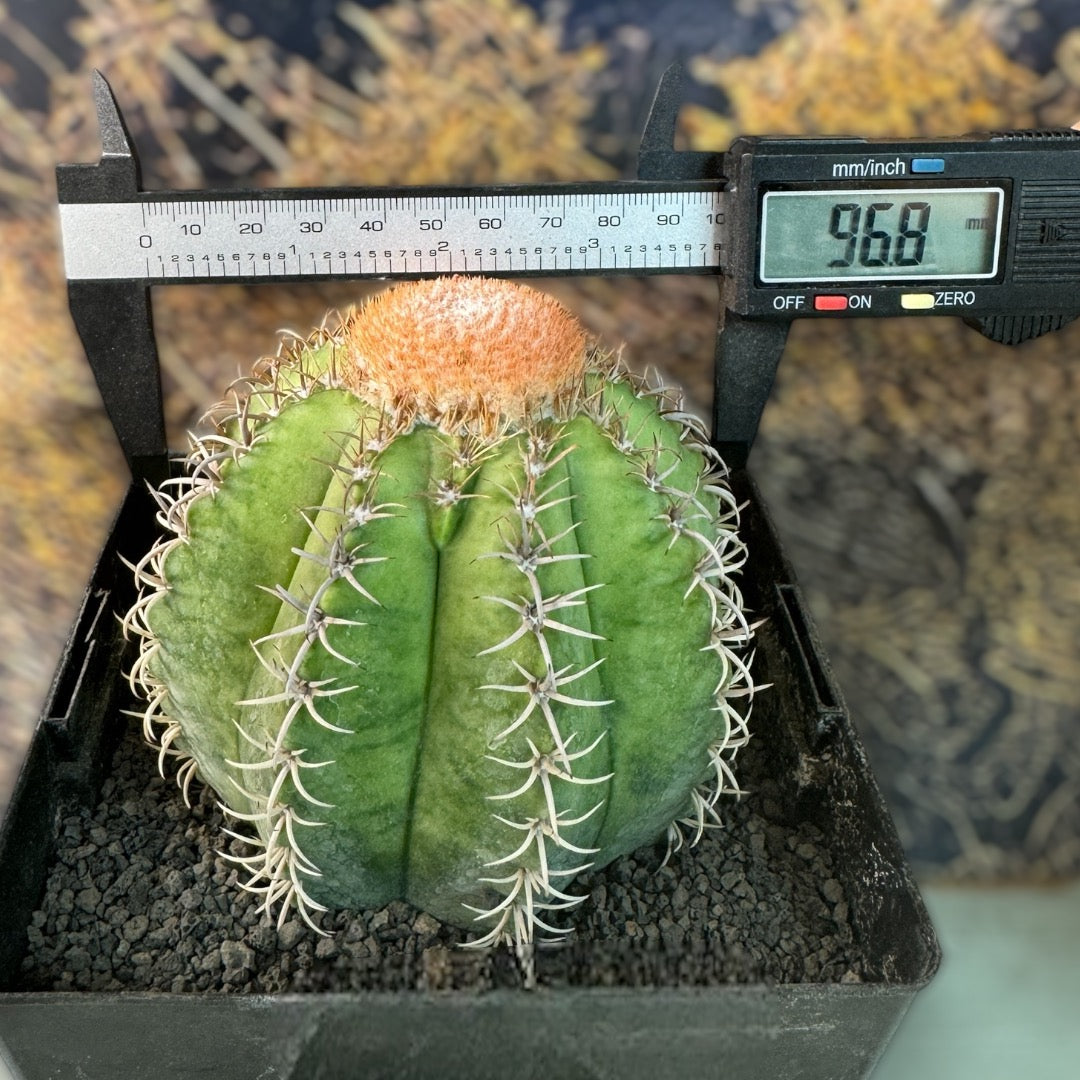 Melocactus Matanzanus f. Variegata