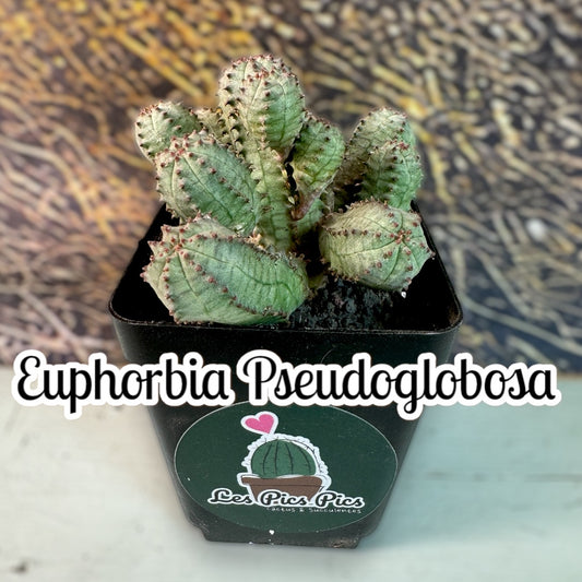 Euphorbia Pseudoglobosa