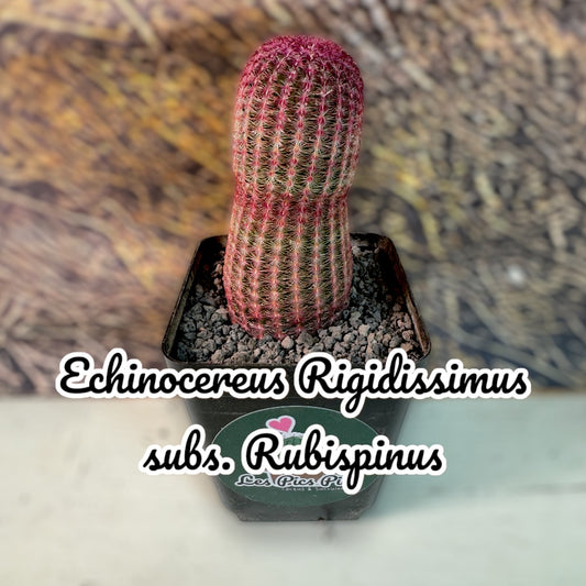 Echinocereus Rigidissimus subs. rubispinus