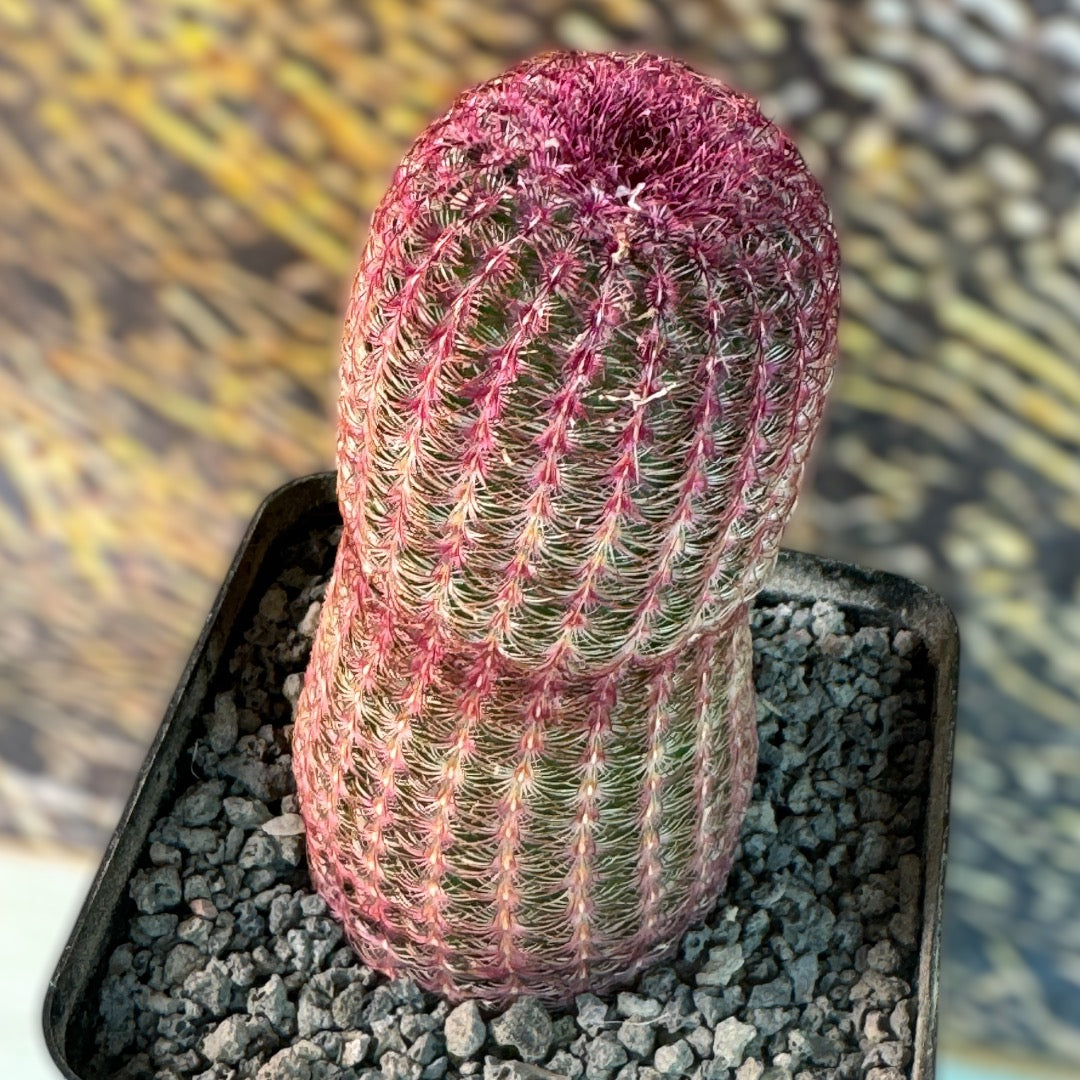 Echinocereus Rigidissimus subs. rubispinus