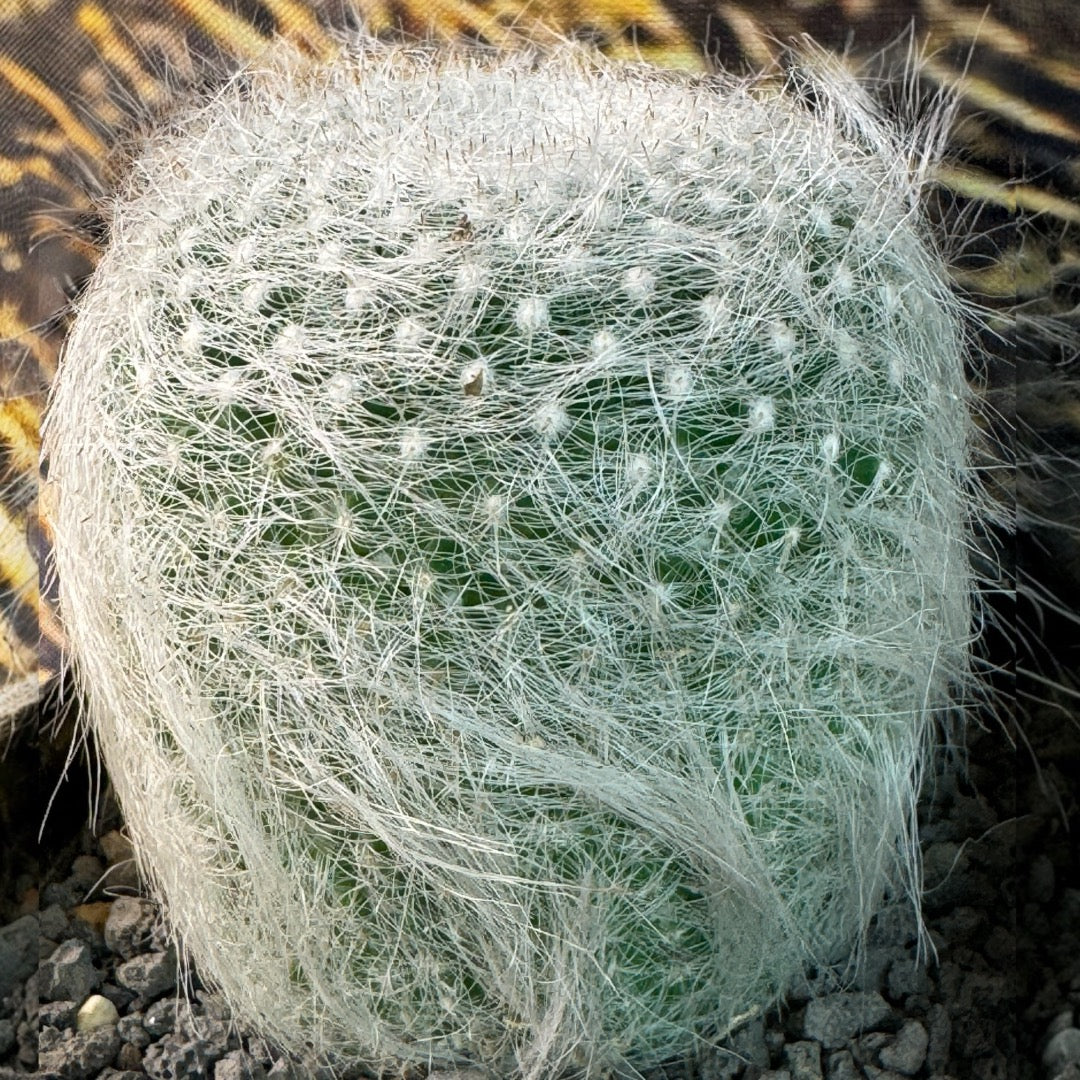 Mammillaria Hahniana var. supperba