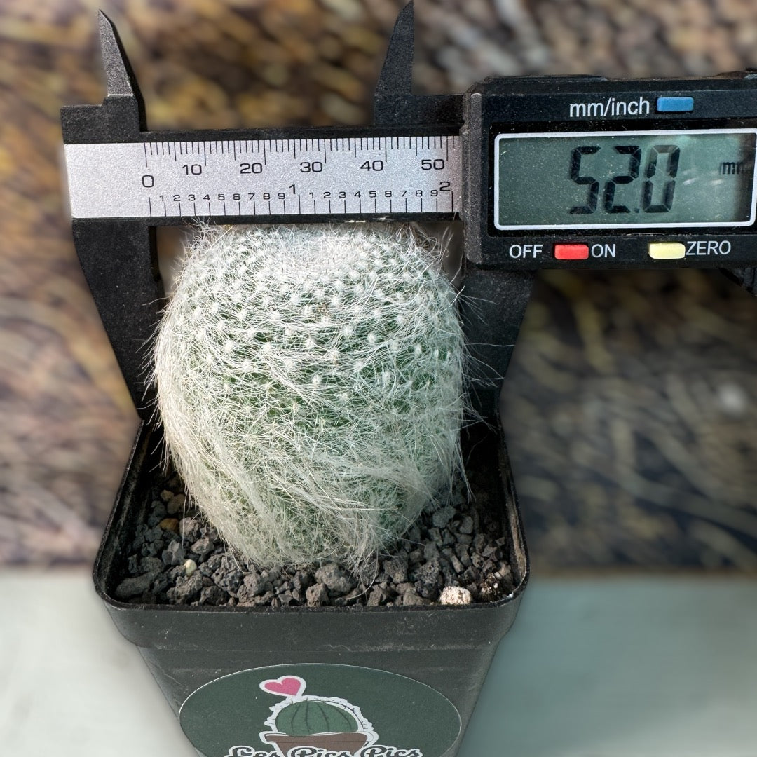 Mammillaria Hahniana var. supperba