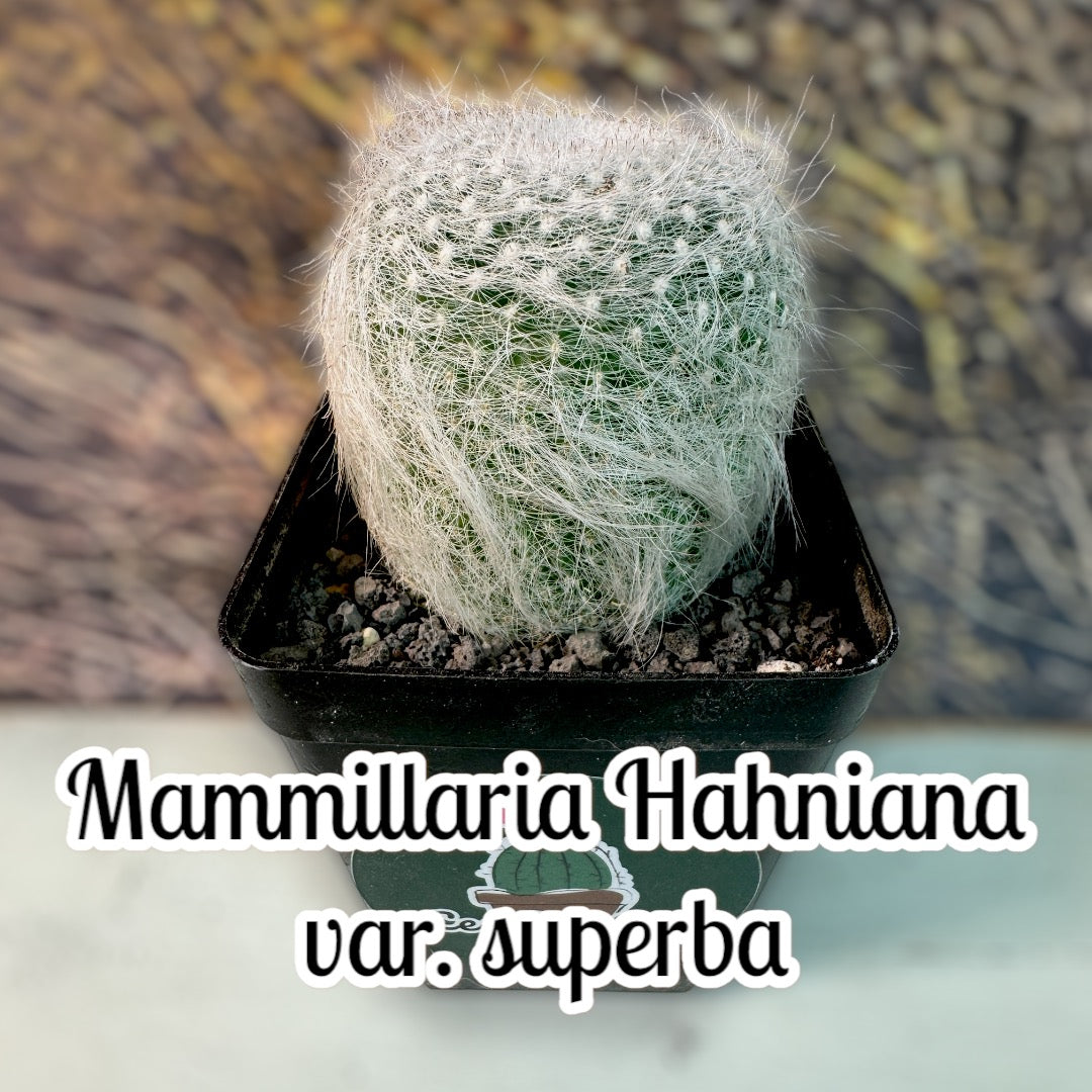 Mammillaria Hahniana var. supperba