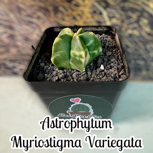 Astrophytum Myriostigma Variegata