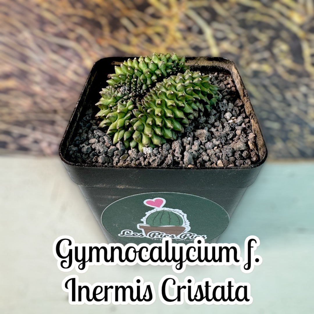 Gymnocalycium Mihanovichii f. Inermis Cristata