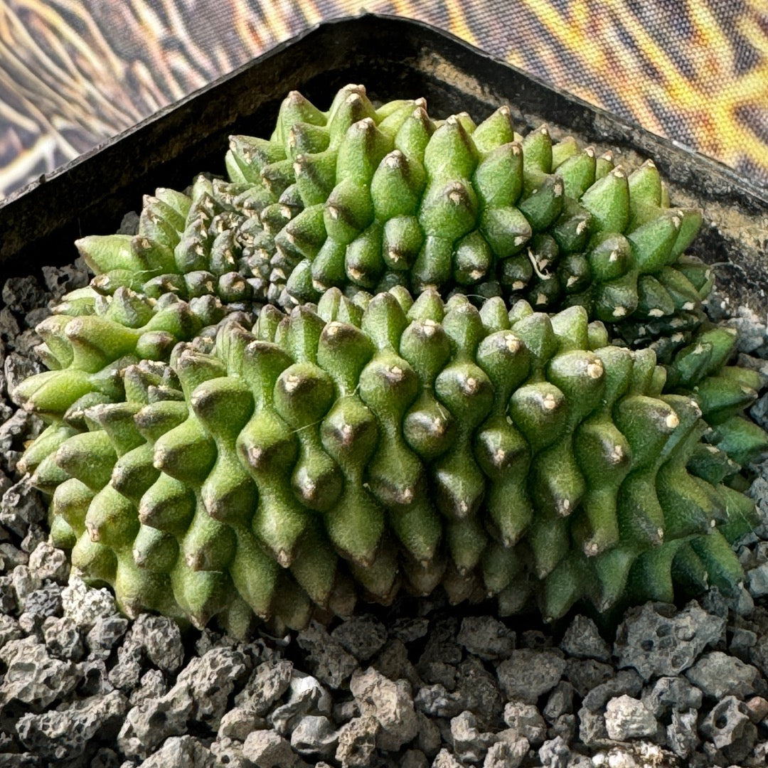 Gymnocalycium Mihanovichii f. Inermis Cristata