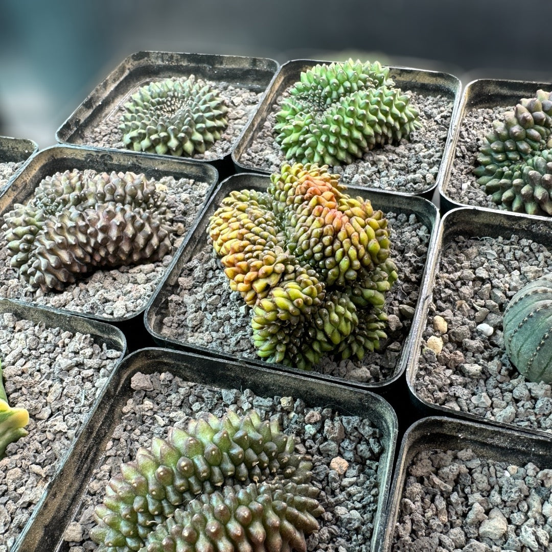 Gymnocalycium Mihanovichii f. Inermis Cristata