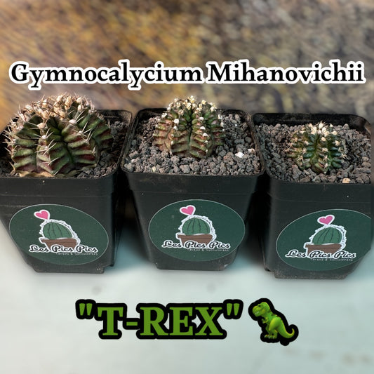 Gymnocalycium Mihanovichii T-REX