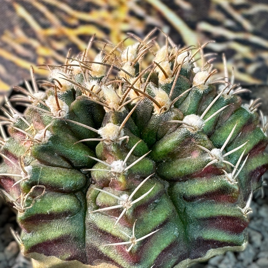 Gymnocalycium Mihanovichii T-REX