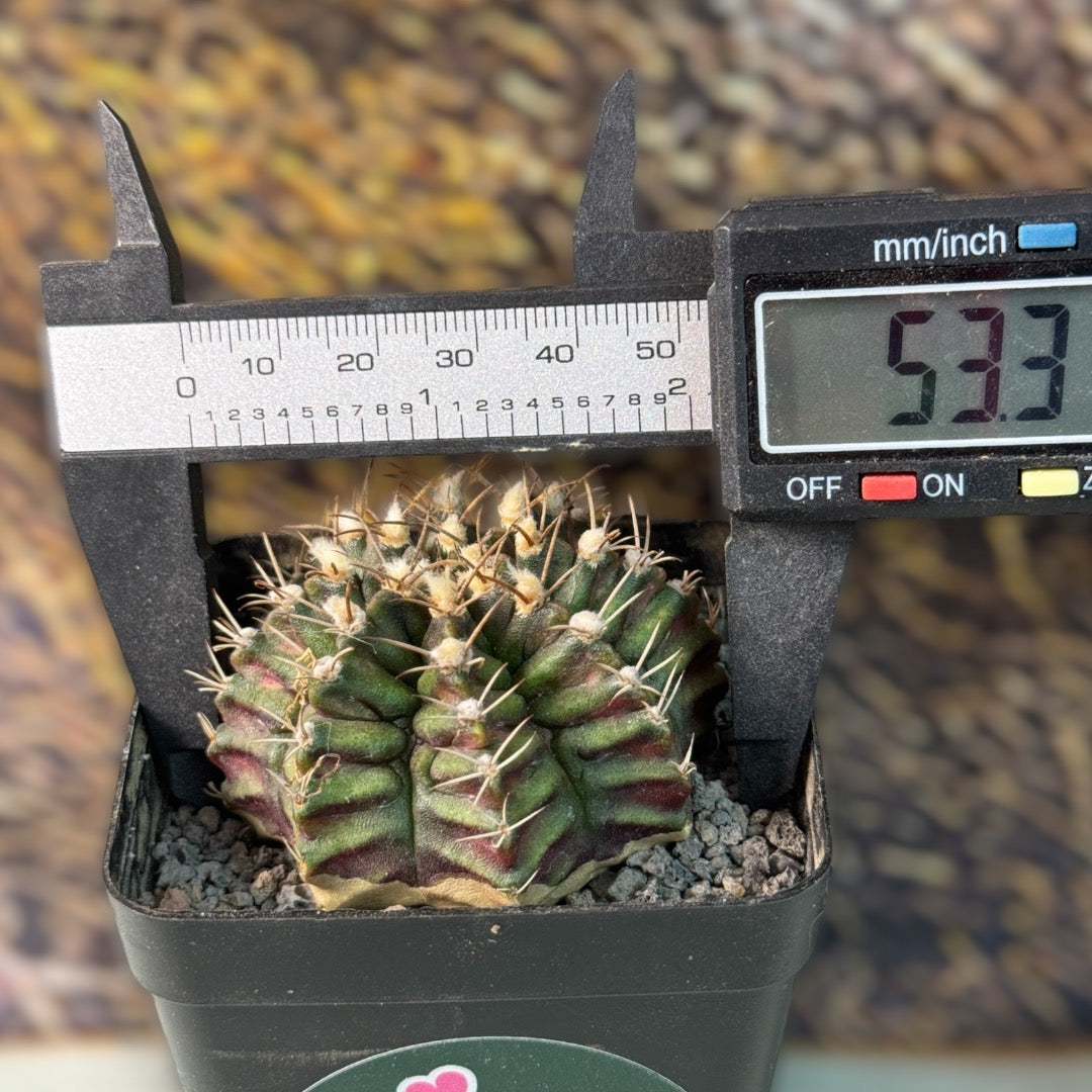 Gymnocalycium Mihanovichii T-REX