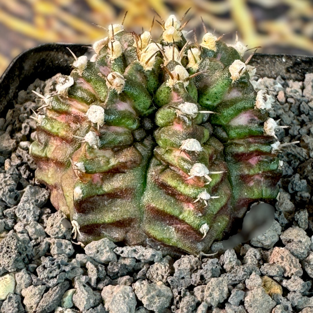 Gymnocalycium Mihanovichii T-REX