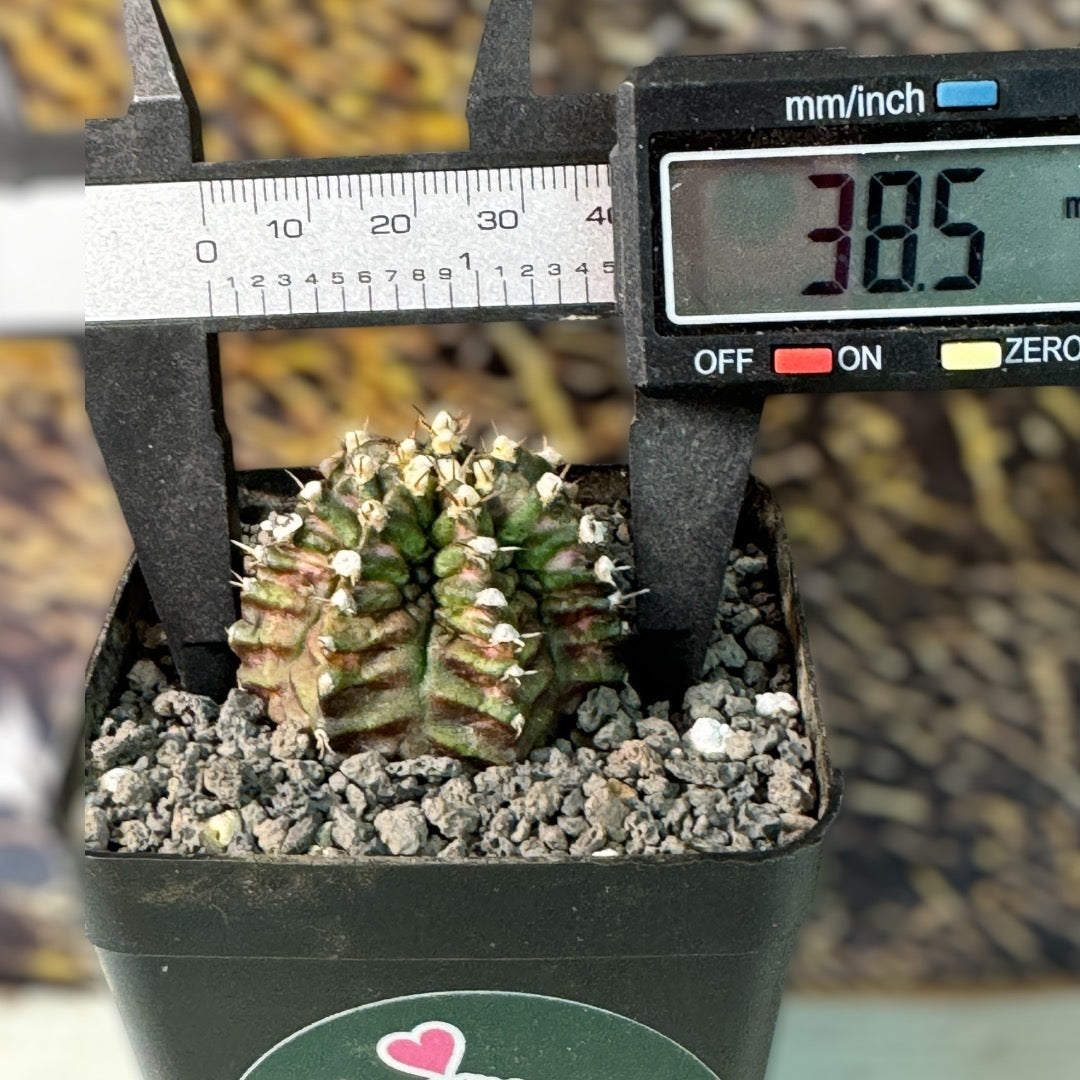 Gymnocalycium Mihanovichii T-REX