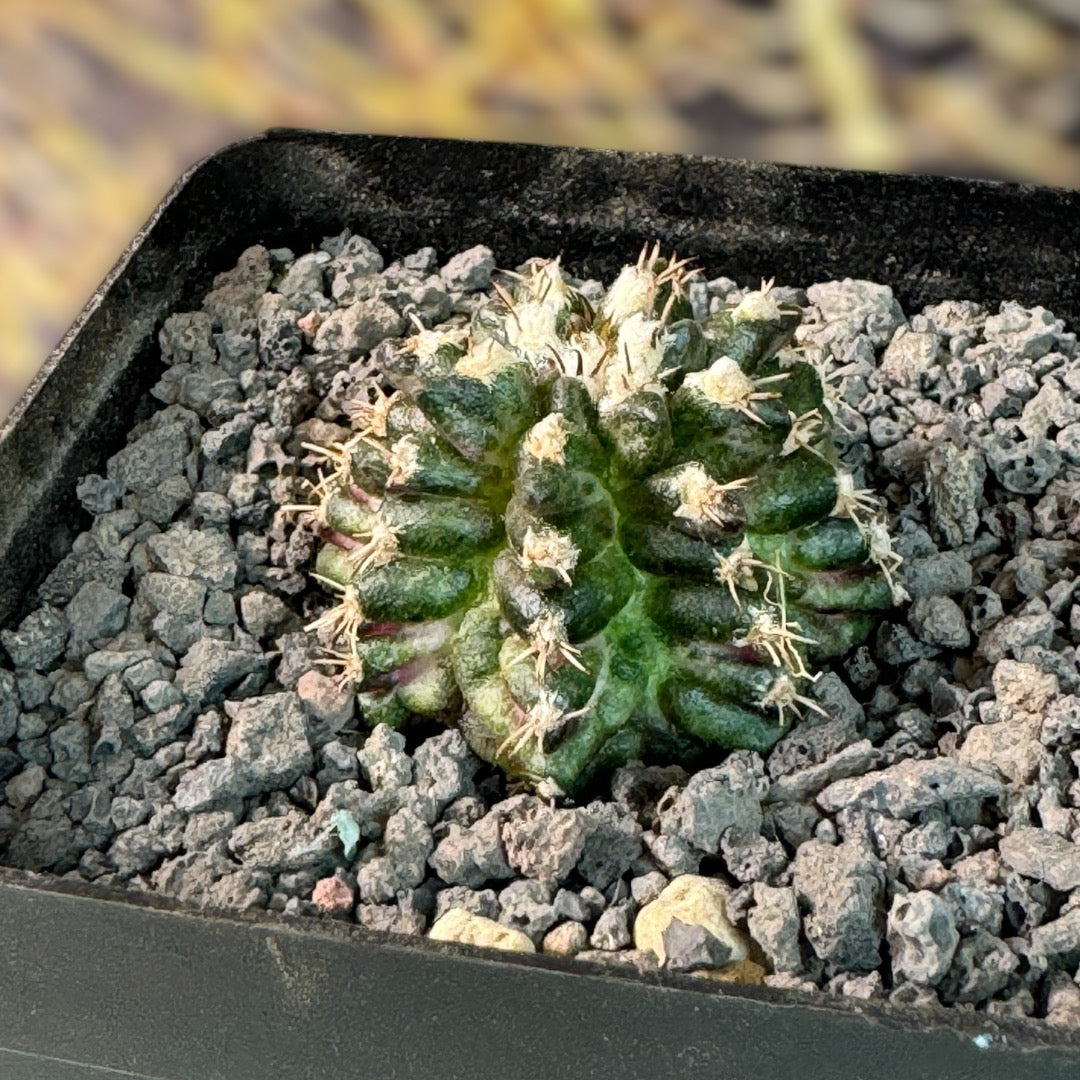 Gymnocalycium Mihanovichii T-REX