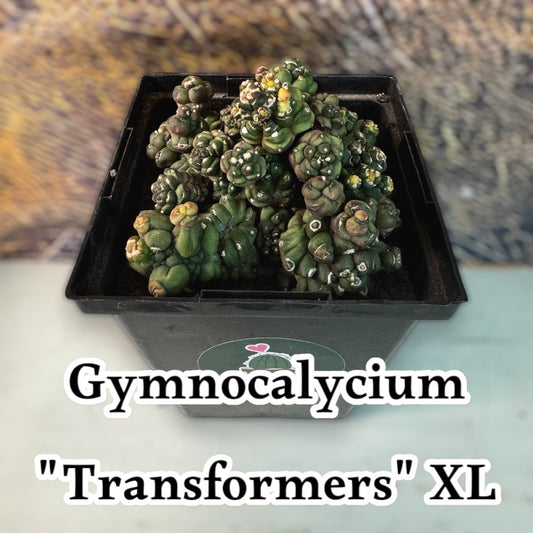 Gymnocalycium Transformers