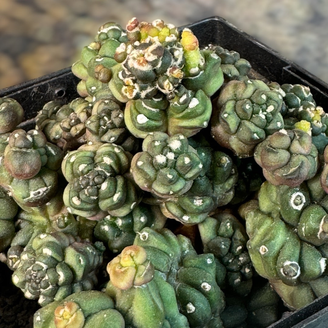 Gymnocalycium Transformers