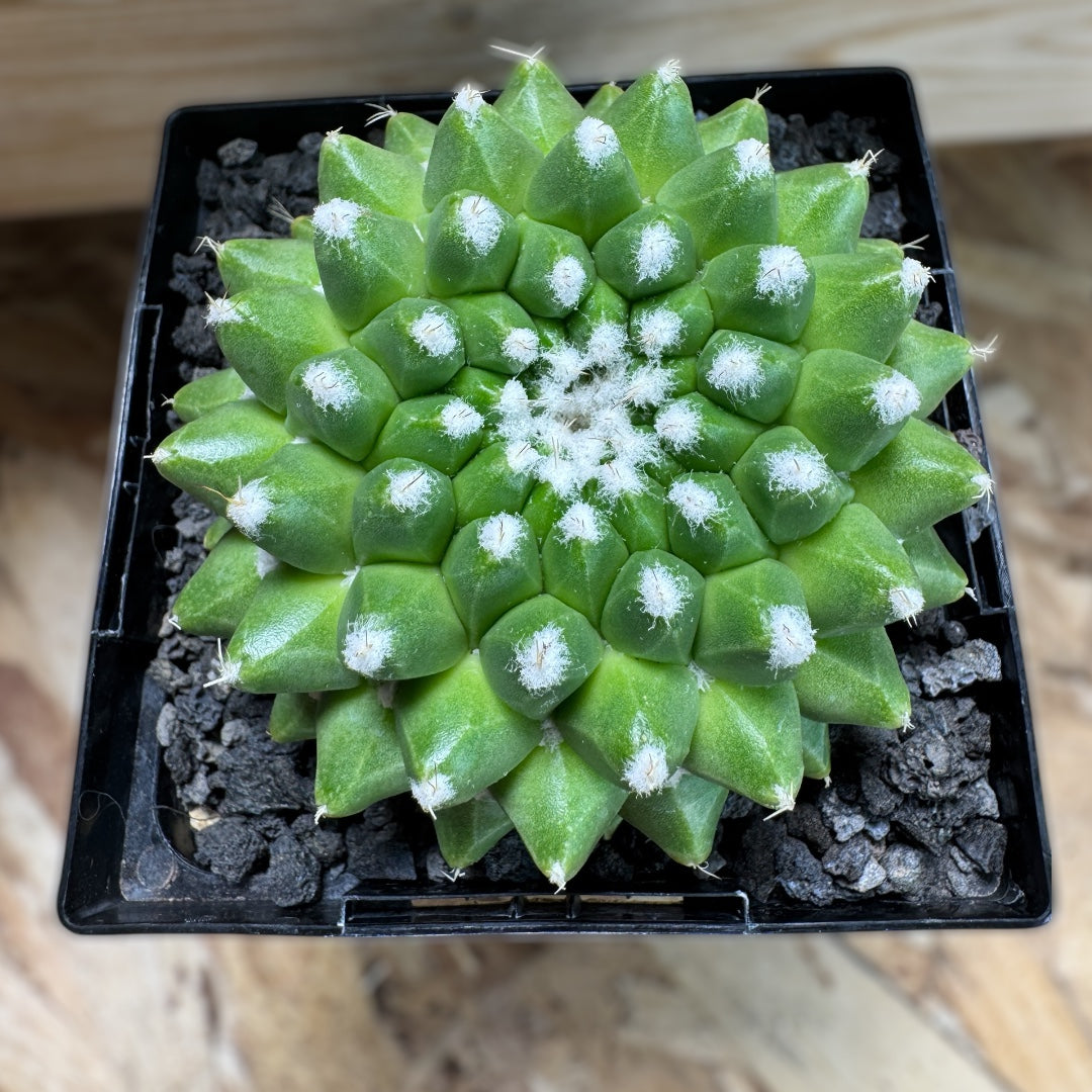 Mammillaria Vagaspina