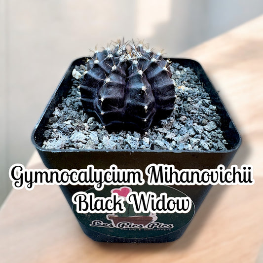 Gymnocalycium Mihanovichii BLACK WIDOW