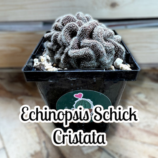 Echinopsis Schick Cristata