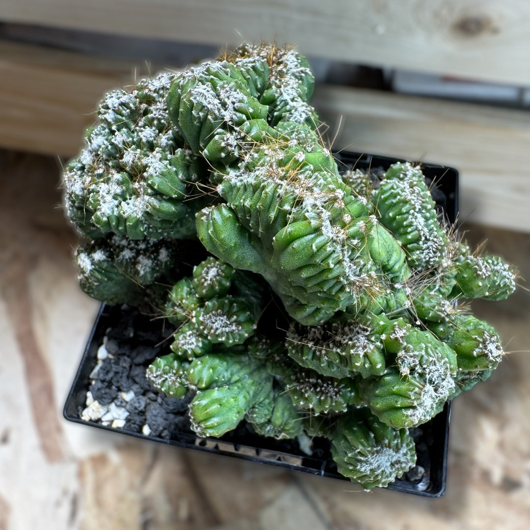 Cereus Peruvianus Cristata Monstrose