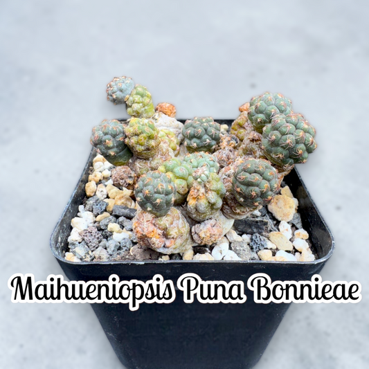 Maihueniopsis Puna Bonnieae