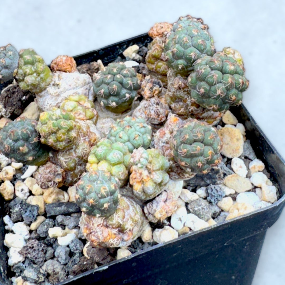 Maihueniopsis Puna Bonnieae