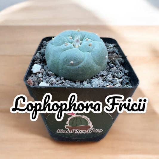 Lophophora Fricii