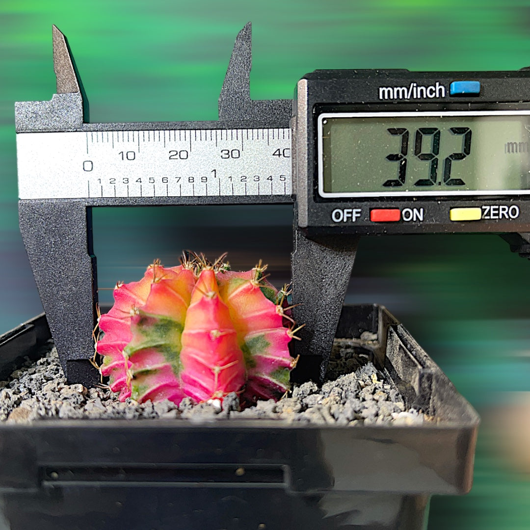 Gymnocalycium Mihanovichii Variegata (Petit format)