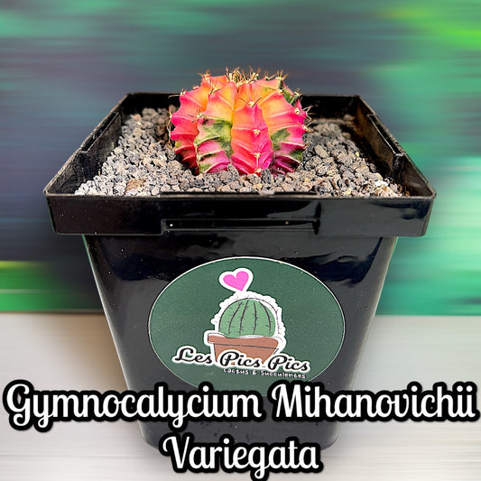 Gymnocalycium Mihanovichii Variegata (Petit format)