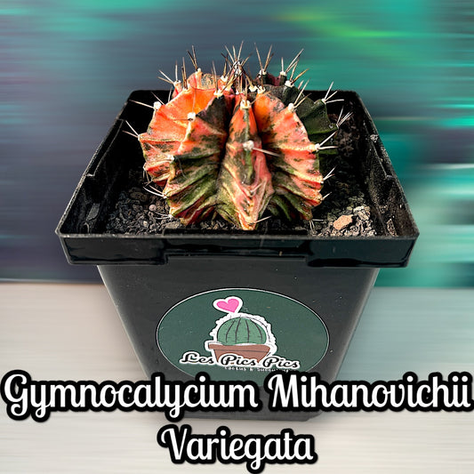 Gymnocalycium Mihanovichii Variegata (Grand format)