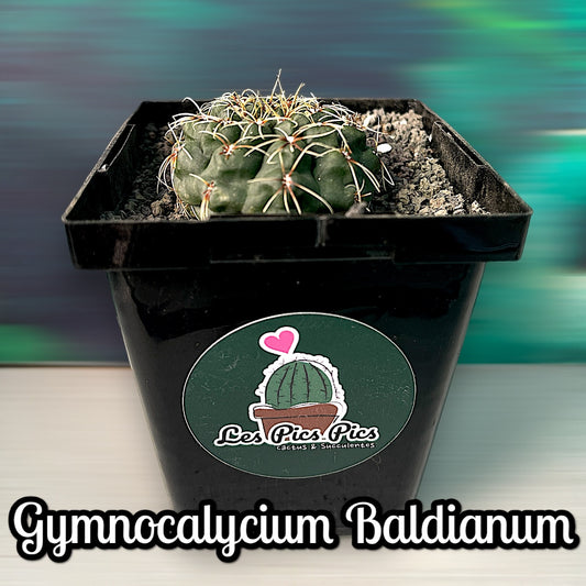 Gymnocalycium Baldianum